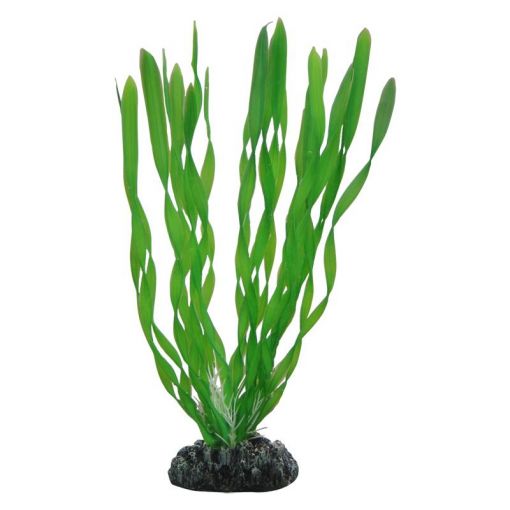 Dohse HOBBY Vallisneria 20 cm SB