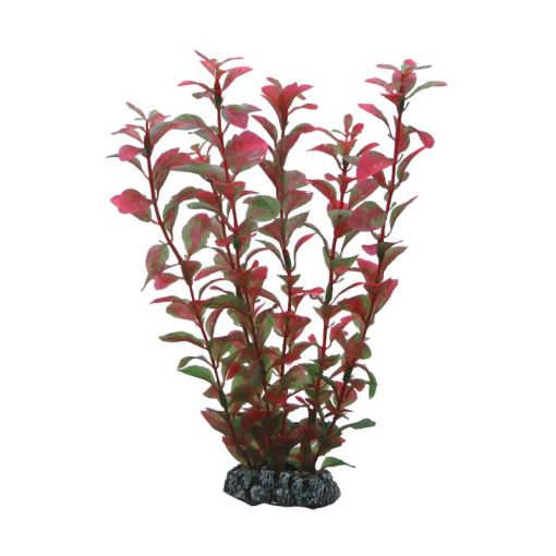 Dohse HOBBY Ludwigia 25 cm  SB